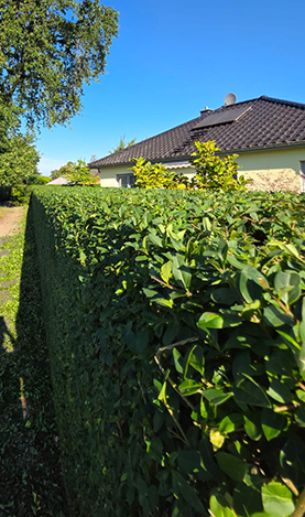 dachrinnenreinigung